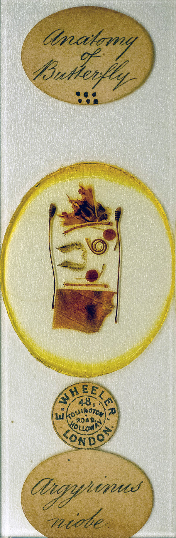 Victorian Slide - Anatomy of Butterfly prepared by Edmund Wheeler