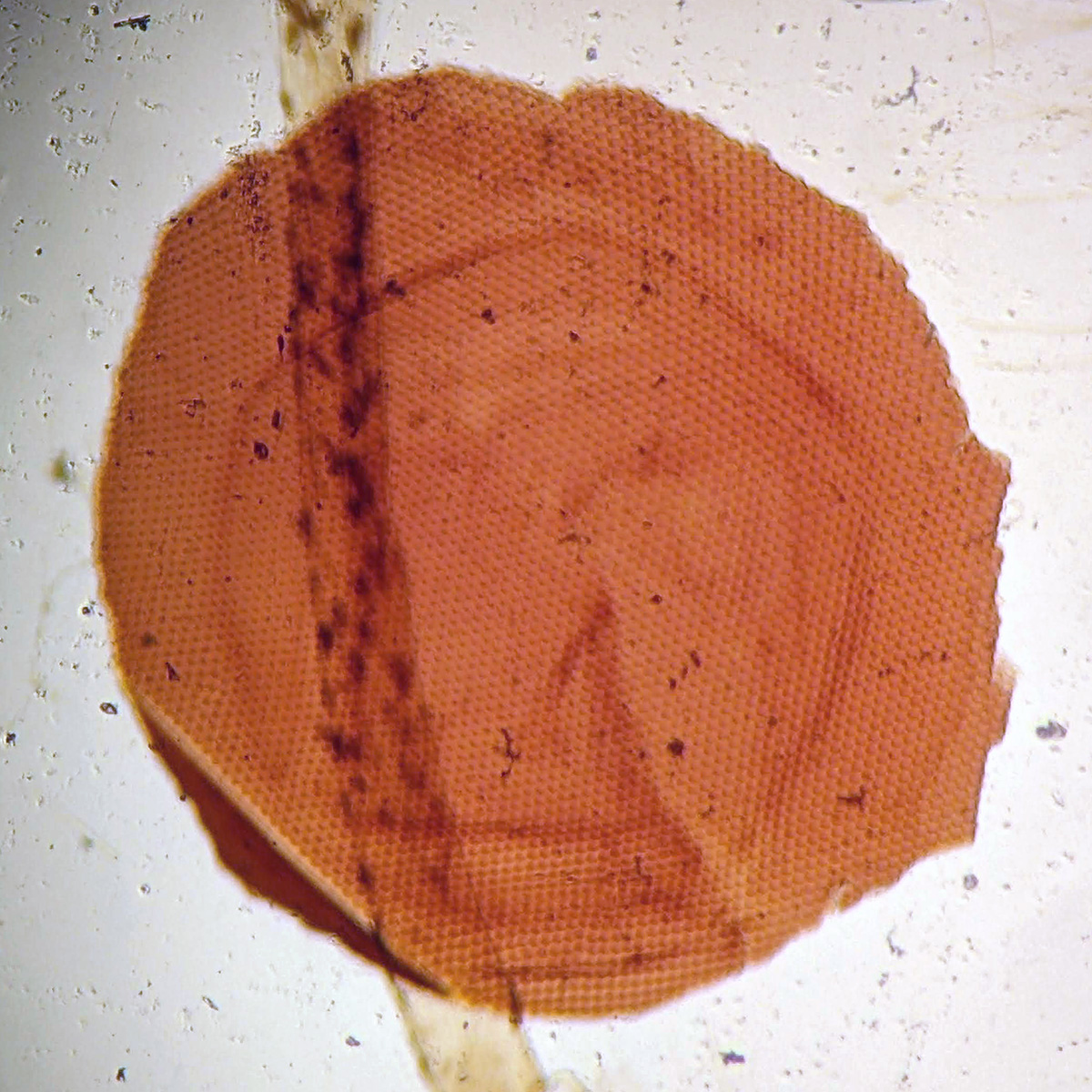 Victorian Slide - Anatomy of Butterfly prepared by Edmund Wheeler