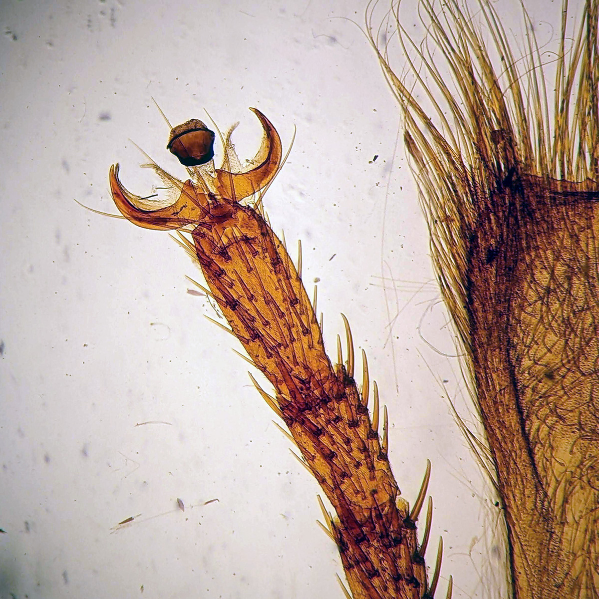 Victorian Slide - Anatomy of Butterfly prepared by Edmund Wheeler