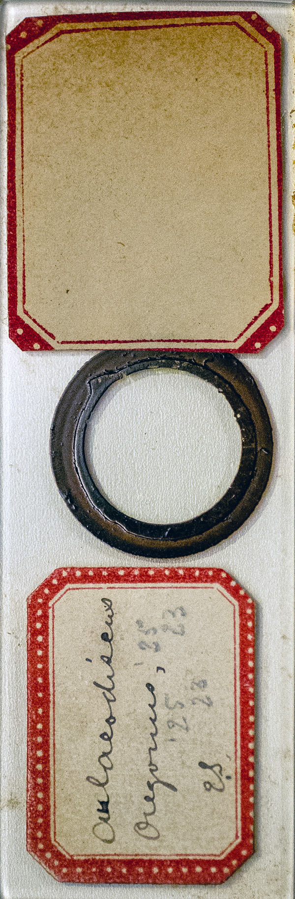 Victorian Slide - Aulacodiscus oregonus