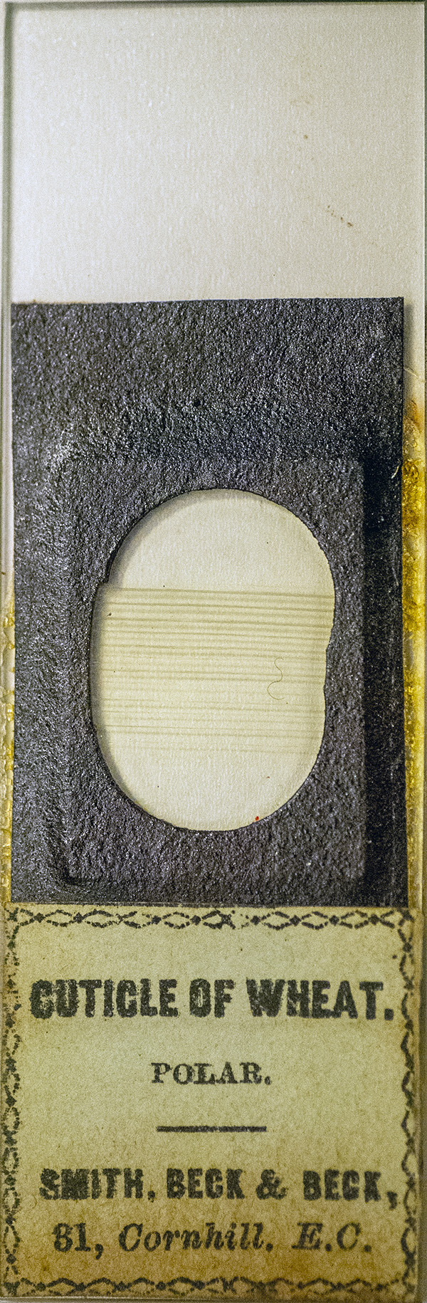 Victorian Slide - Cuticle of Wheat by Smith, Beck, & Beck