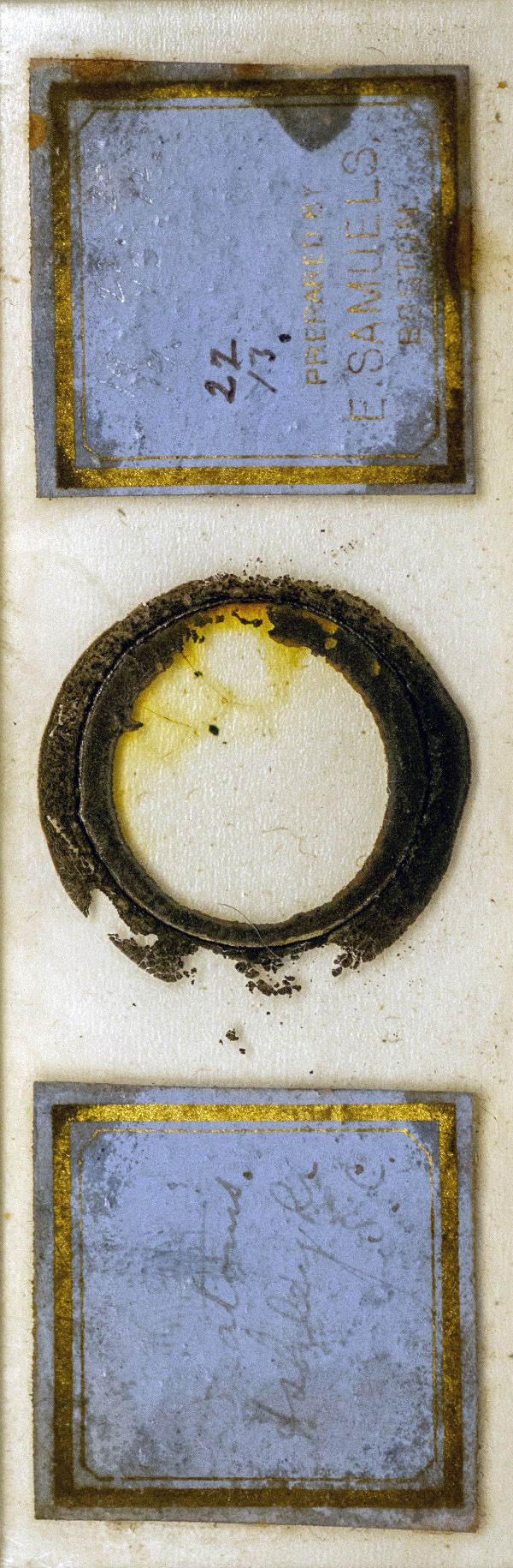 Victorian Slide - Diatoms prepared by Emmanuel Samuels