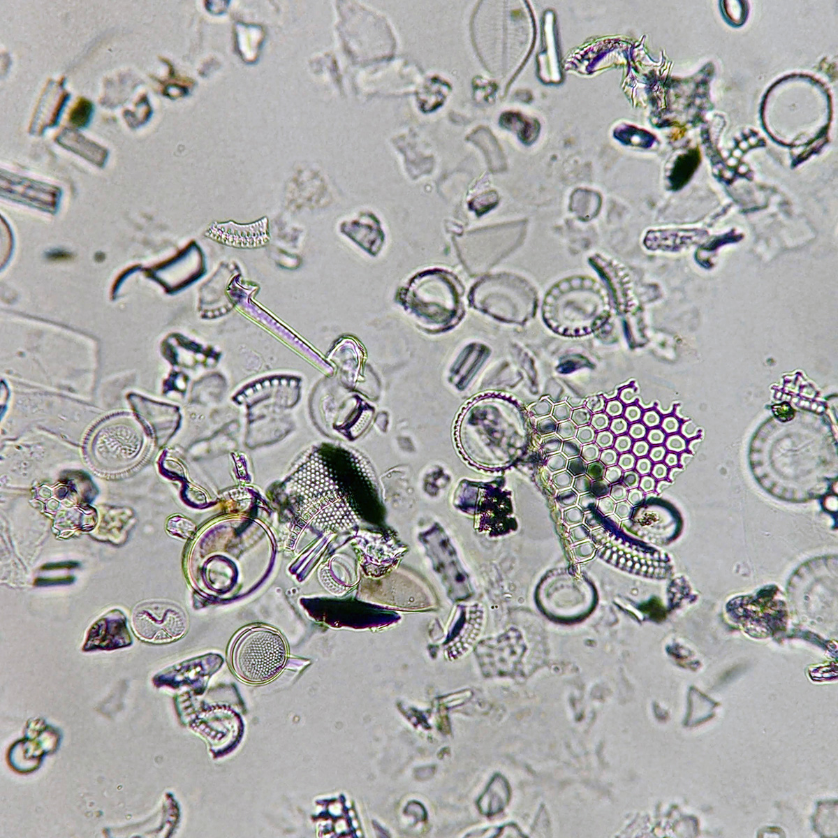 Victorian Slide - Diatoms prepared by Emmanuel Samuels