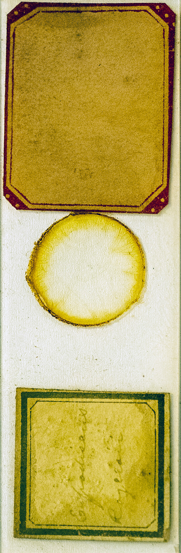 Victorian Slide - Eupodiscus rogersii