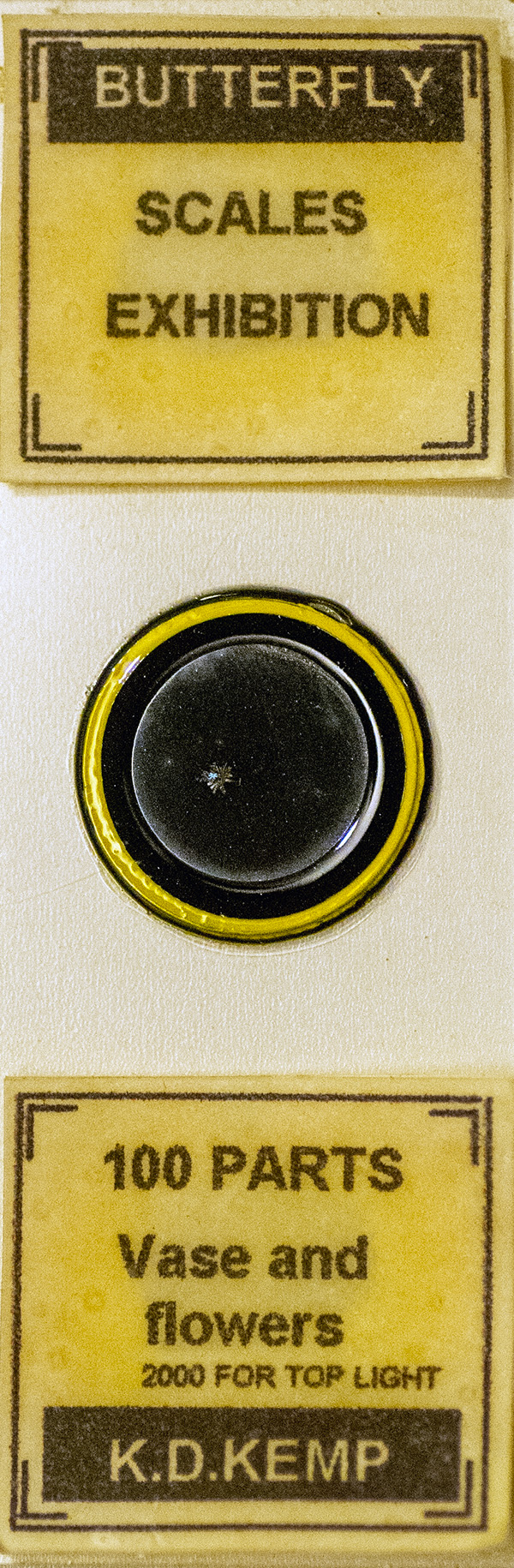 Microscopy Slide - Exhibition Butterfly Scales