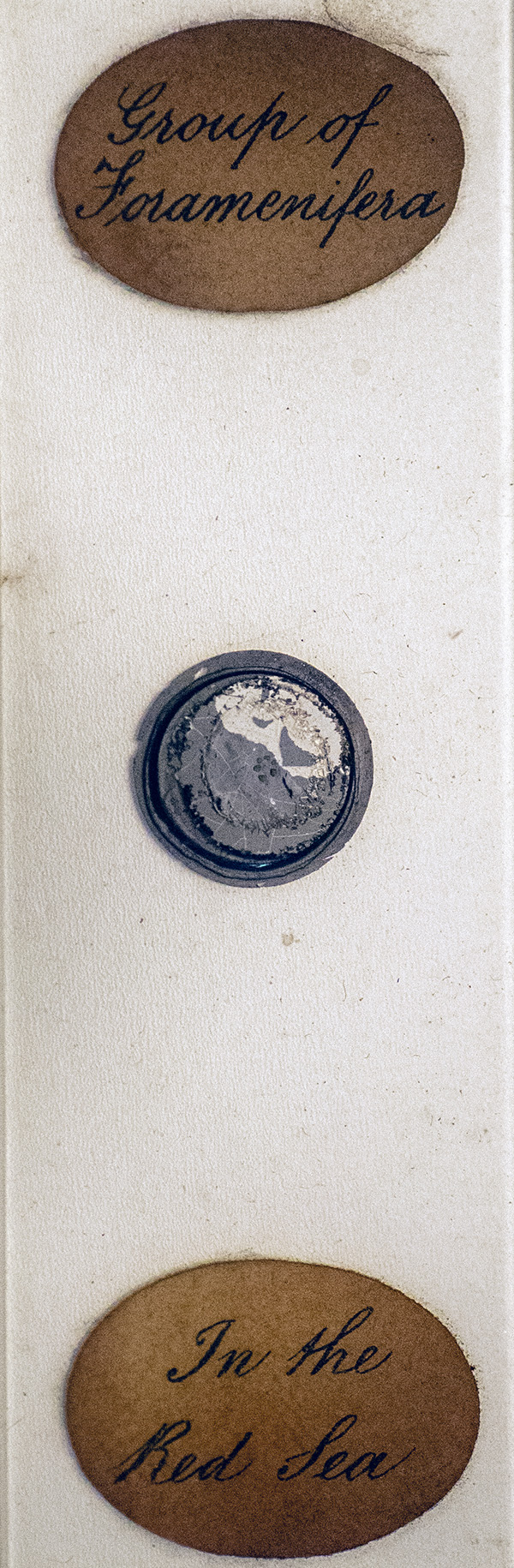Victorian Slide - Foraminifera Red Sea