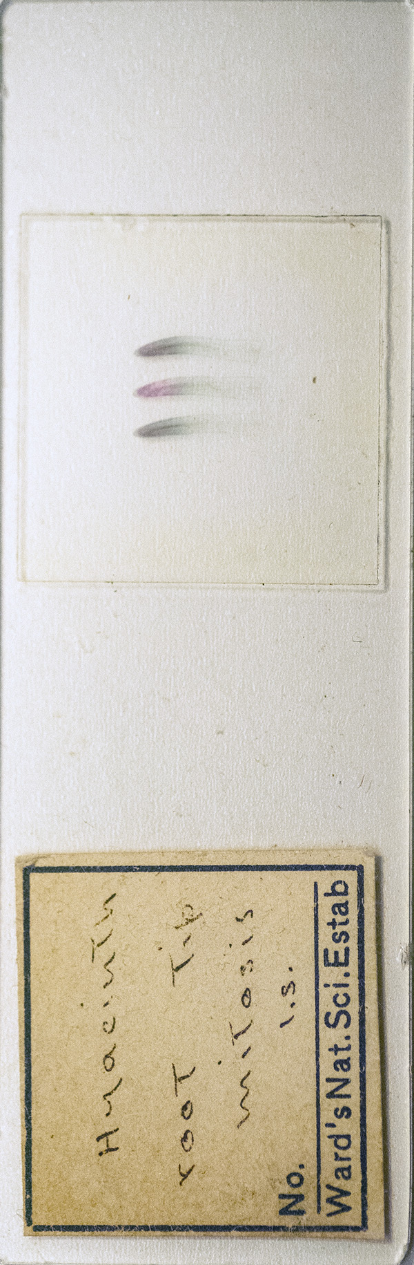 Victorian Slide - Hyacinth Root Tip Mitosis