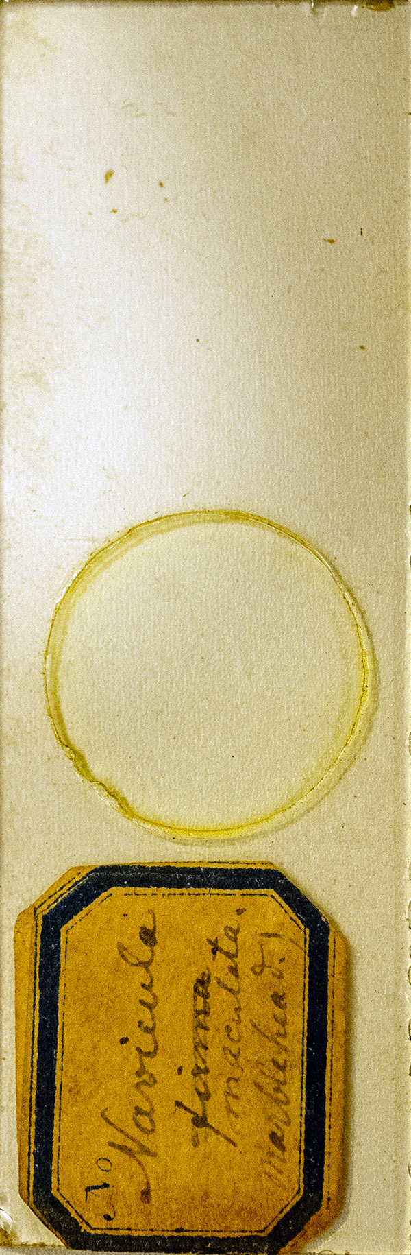 Victorian Slide - Navicula maculata