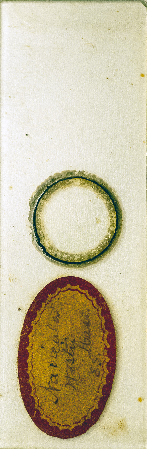 Victorian Slide - Navicula westii