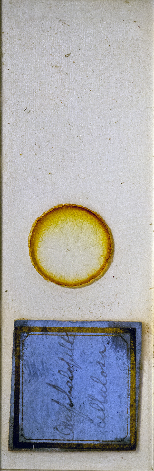 Victorian Slide - Omphalopelta cellulosa prepared by Emmanuel Samuels