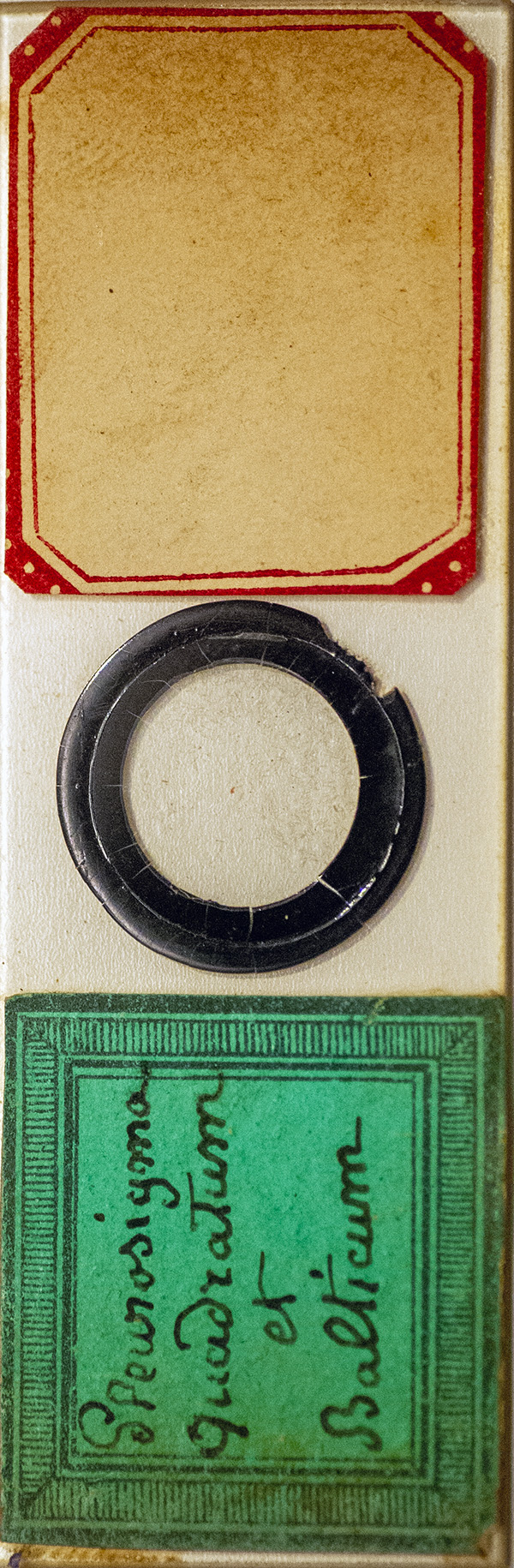 Victorian Slide - Pleurosigma Quadratum and Balticum
