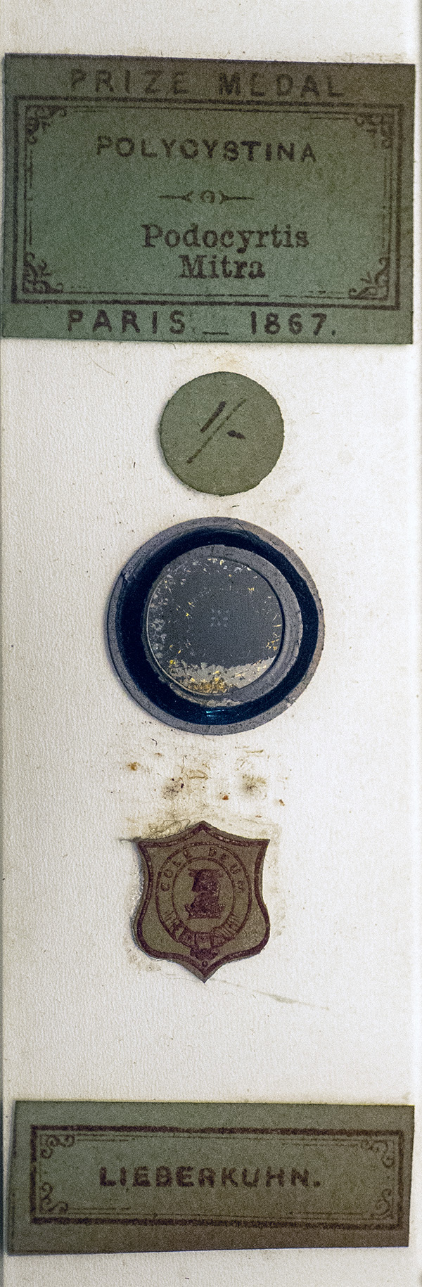 Victorian Slide - Podocyrtis Mitra prepared by Arthur C. Cole
