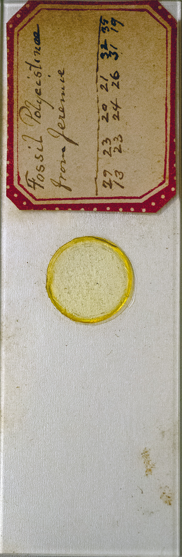 Victorian Slide - Fossil Polycistina From Jeremia