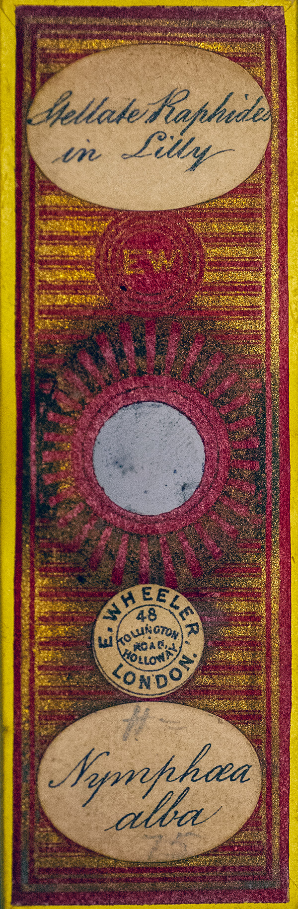Victorian Slide - Stellate Raphide in Lilly prepared by Edmund Wheeler