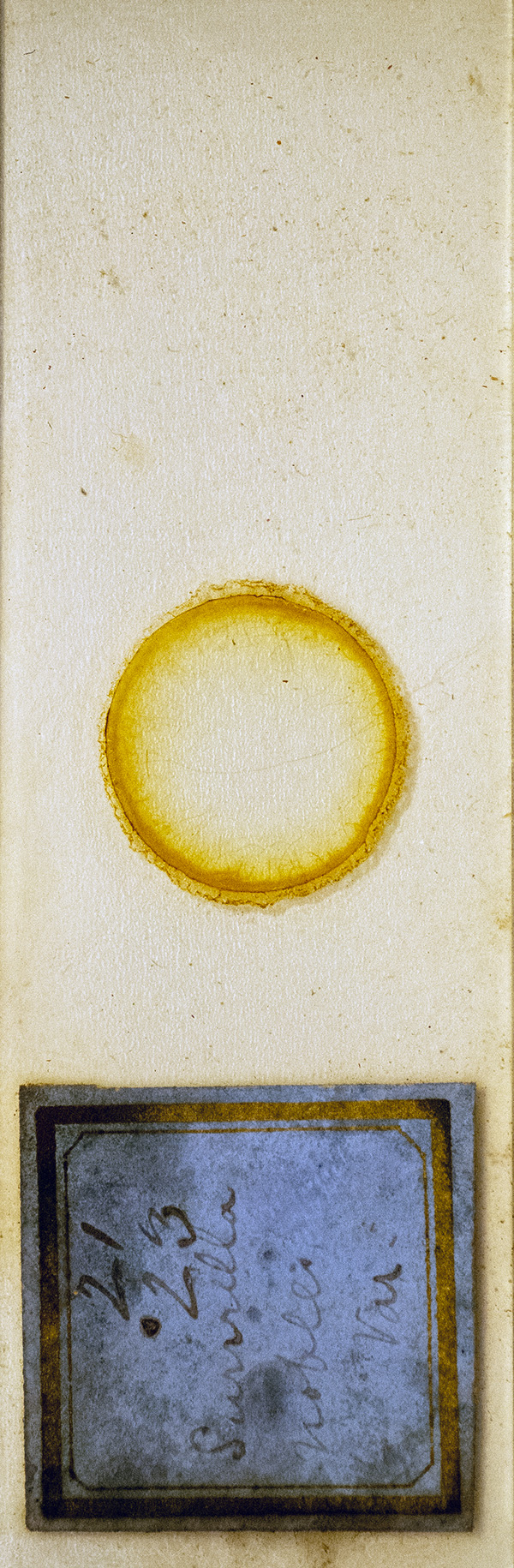 Victorian Slide - Surirella nobilis prepared by Emmanuel Samuels